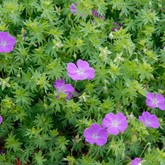 Bloody Cranesbill